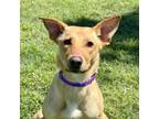 Adopt Adelaide a Mixed Breed