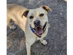 Adopt CANARY a Black Mouth Cur, Mixed Breed