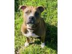 Adopt Playground a American Staffordshire Terrier, Mixed Breed