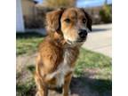 Adopt Goldie a Mixed Breed, Cattle Dog