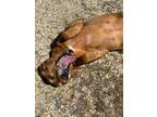 Adopt Penny a American Foxhound, Redbone Coonhound