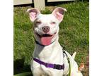 Adopt Ginger a Pit Bull Terrier