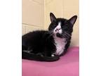 Adopt Piper a Domestic Short Hair