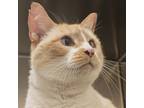 Adopt Daphne a Domestic Short Hair