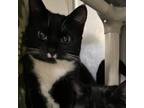 Adopt Timalina a Domestic Short Hair