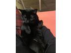 Adopt Moira a Domestic Short Hair