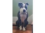 Adopt Idonia a Pit Bull Terrier