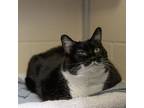 Adopt Lily a Domestic Short Hair