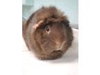 Adopt Cricket a Guinea Pig