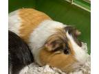 Adopt Winnie a Guinea Pig