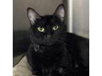 Adopt Joan Jett a Domestic Short Hair