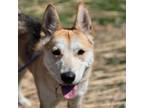 Adopt Freya a German Shepherd Dog, Mixed Breed