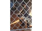 Adopt SHADOW a Rottweiler, Labrador Retriever