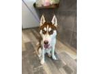 Adopt Layla ***MY ADOPTION FEE HAS ALREADY BEEN PAID FOR BY A SPONSOR*** a