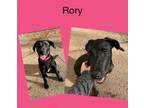 Adopt Rory a Labrador Retriever