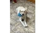 Adopt Hallie a Great Pyrenees