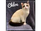 Adopt Chloe a Snowshoe