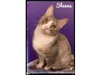 Adopt Sheena a Domestic Short Hair