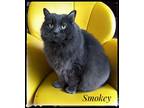 Adopt Smokey a Domestic Medium Hair