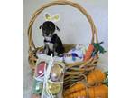 Adopt Aquarius (Constellations Pups) a Mixed Breed