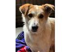 Adopt Lizzie a Canaan Dog
