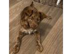 Adopt Amaretto a Mixed Breed
