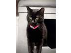 Adopt F02-24 Rosa a Domestic Short Hair