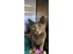 Adopt Smokey 21C-0307 a Domestic Short Hair