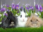 Adopt Diane, Florence, & Mary a Lionhead