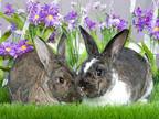 Adopt Elisabeth & Wiley a Bunny Rabbit