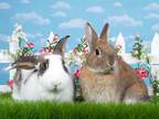 Adopt Tulip & El Dorado a Bunny Rabbit