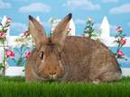 Adopt Bruna a Bunny Rabbit