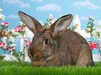 Adopt Charlotte a Bunny Rabbit