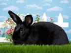 Adopt Dahlia a Bunny Rabbit