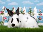 Adopt Hot Step / Hopscotch a Bunny Rabbit