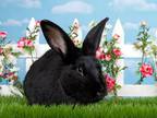 Adopt Minuit a Bunny Rabbit