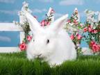 Adopt Paris a Bunny Rabbit
