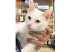 Adopt Missy a Turkish Van