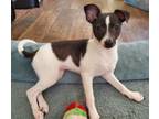 Adopt Olivia a Italian Greyhound