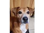 Adopt Delight - 0$ adoption fee a Beagle