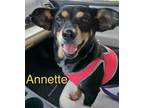 Adopt Annette a Beagle