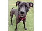 Adopt Raven now Molly a American Staffordshire Terrier, Boxer