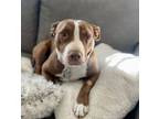 Adopt Joy a Pit Bull Terrier