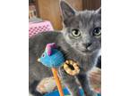 Adopt Salt a Domestic Short Hair