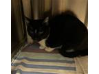 Adopt RIRI a Domestic Short Hair