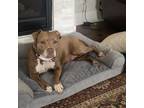 Adopt Bennita a Pit Bull Terrier