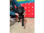 Adopt Nina a Black Labrador Retriever