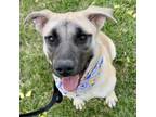 Adopt FAWNA a German Shepherd Dog