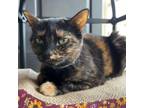 Adopt Blair a Domestic Short Hair