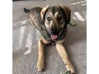 Adopt HATTIE a German Shepherd Dog, Hound